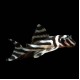 Zebra Pleco