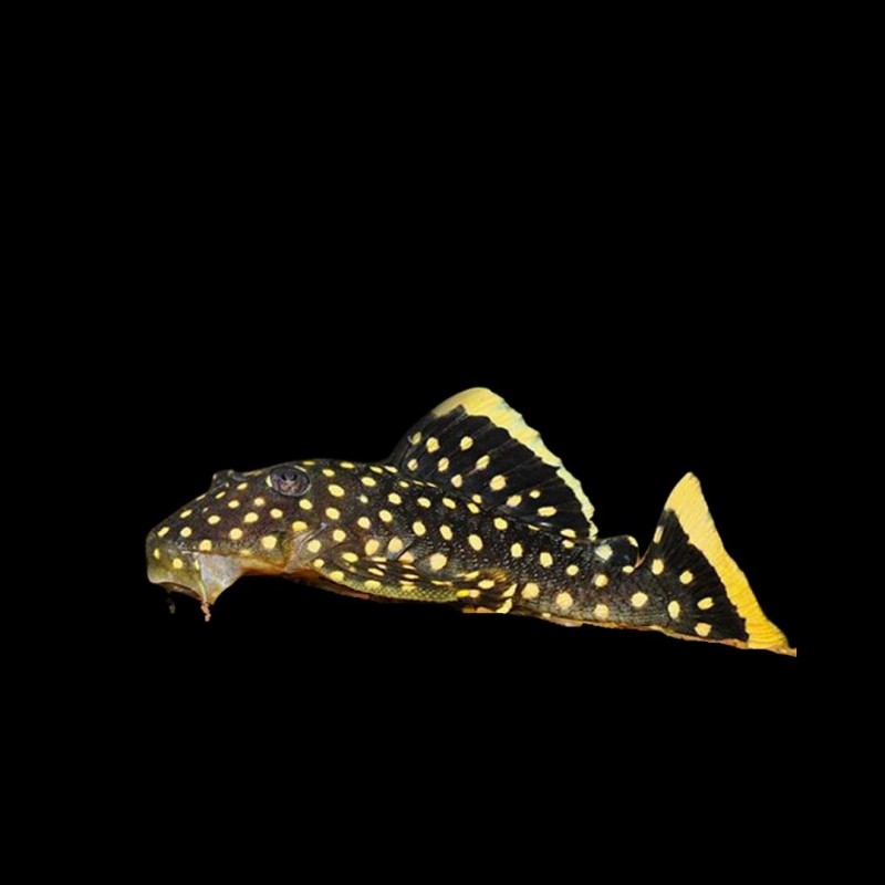 Gold Nugget Pleco (L-18)