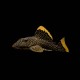 Gold Nugget Pleco (L-18)