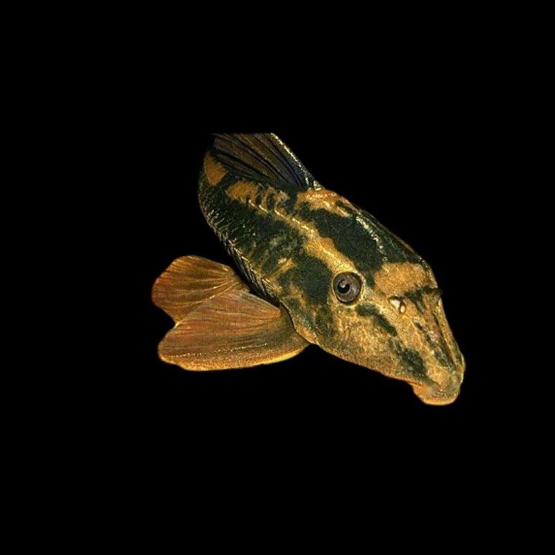 Rusty Pleco