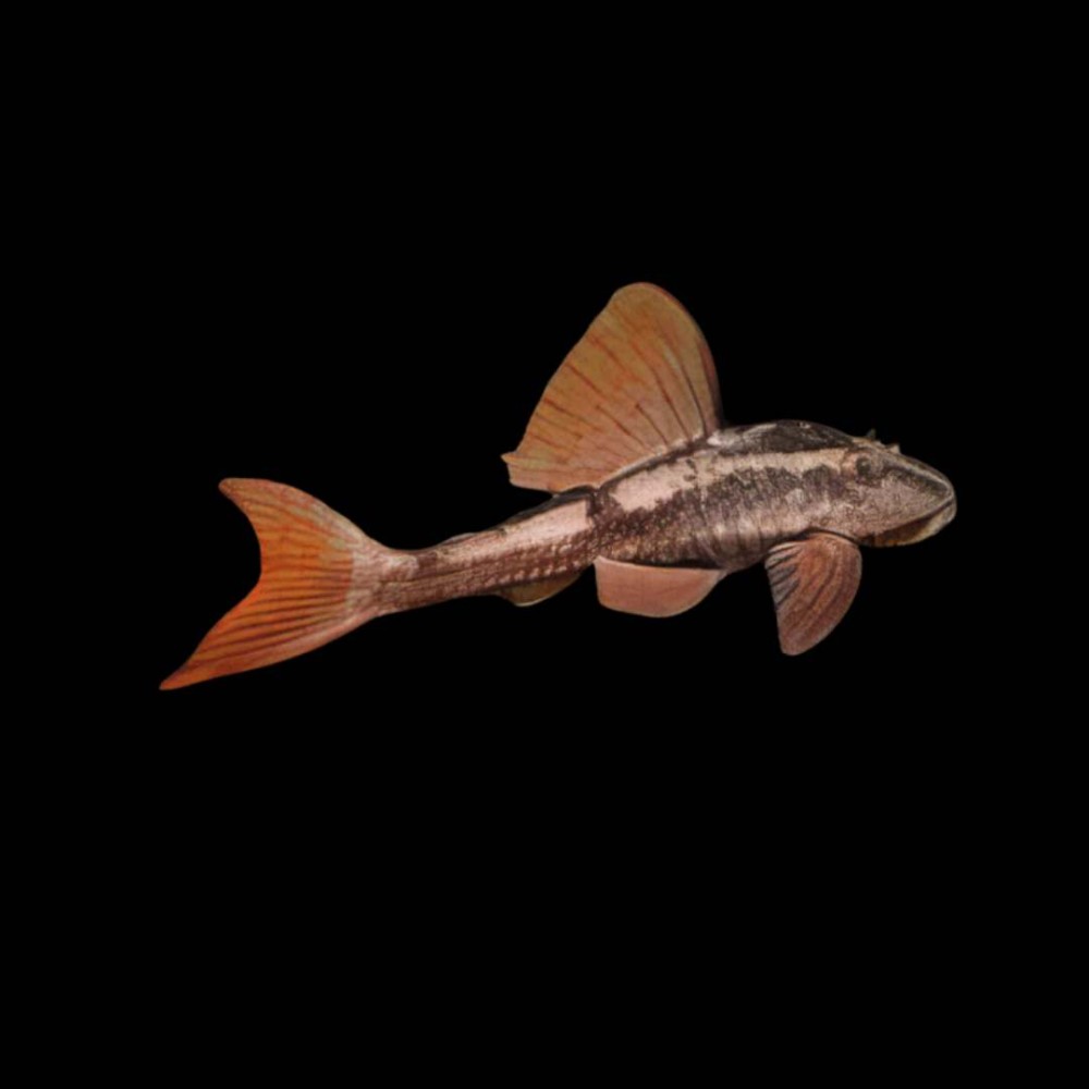 Rusty Pleco