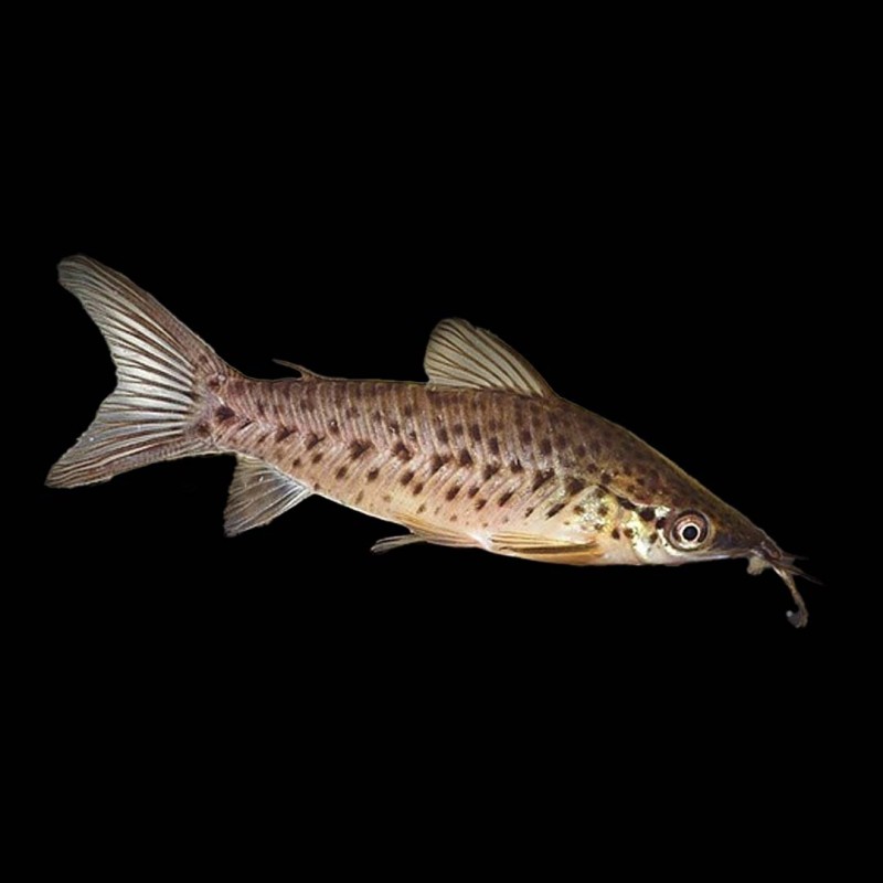Porthole Catfish