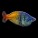 Rainbowfish