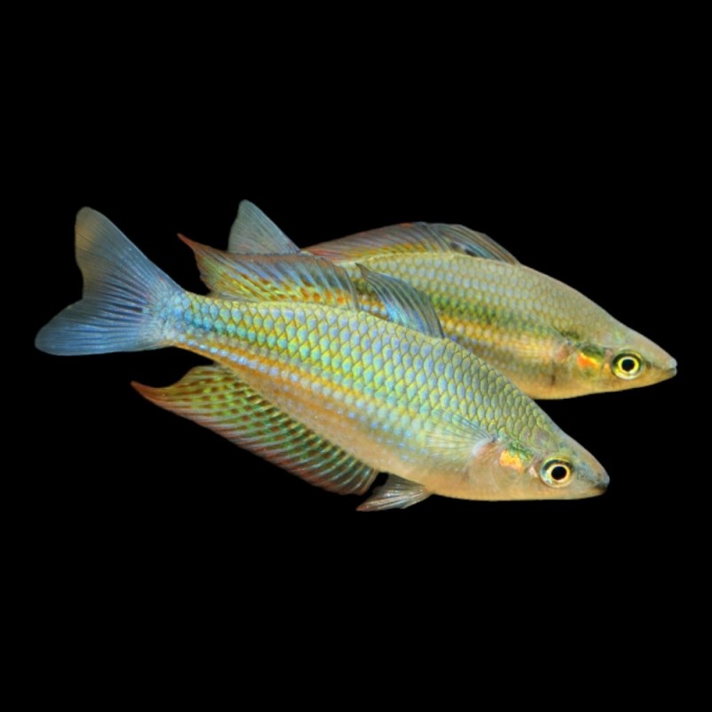 Australian Rainbow