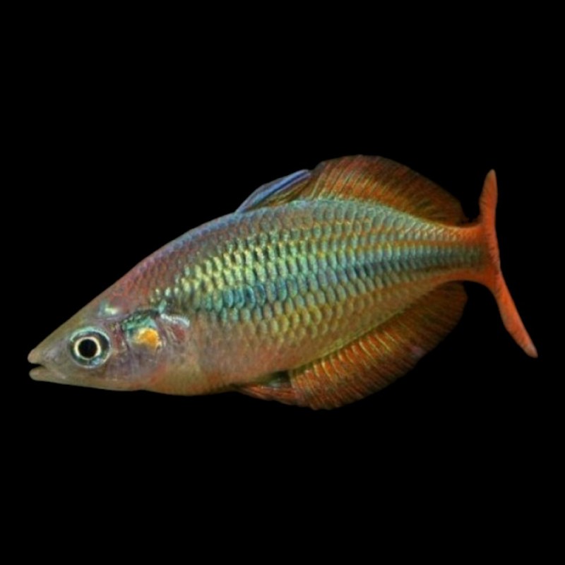Axelrodi Rainbow