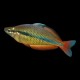 Axelrodi Rainbow