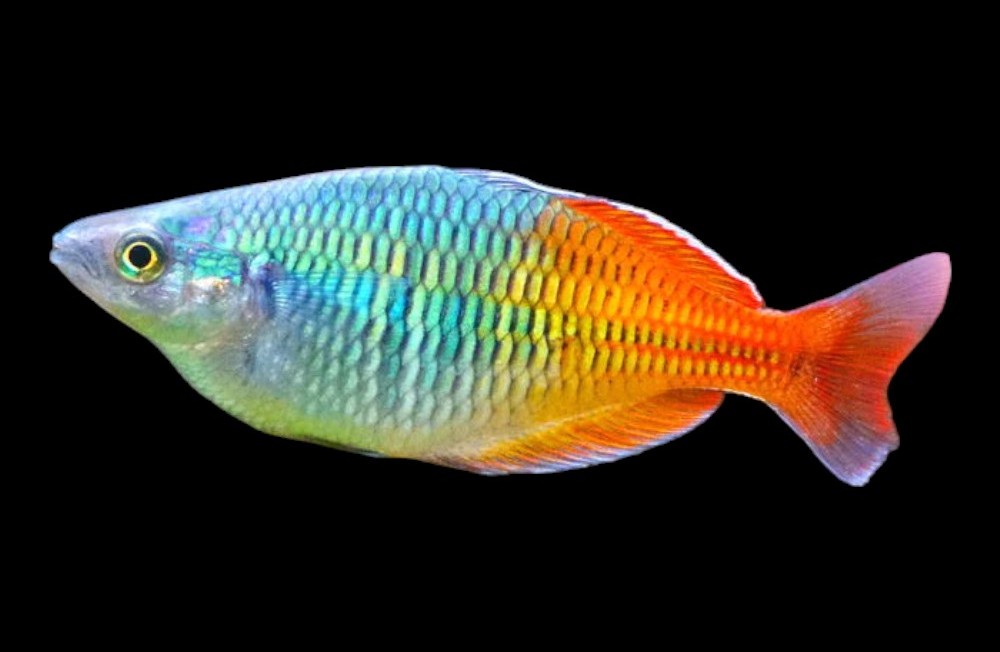 Freshwater fresh arrivals!