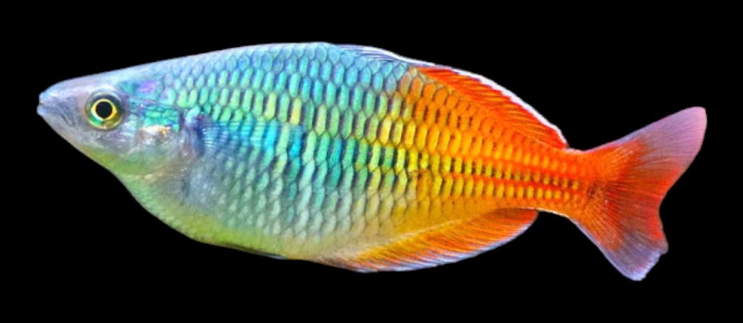 Freshwater fresh arrivals!
