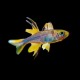Celebes Rainbow