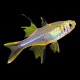 Celebes Rainbow