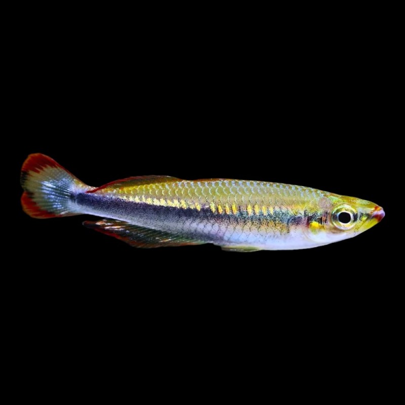 Madagascar Rainbow