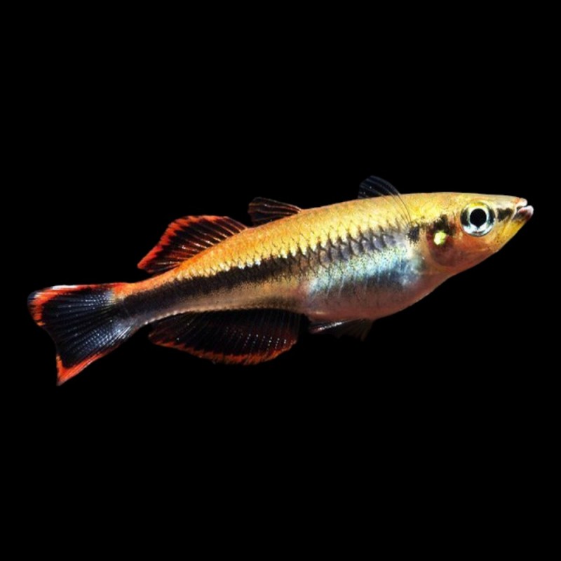 Madagascar Rainbow
