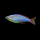 Praecox Rainbow