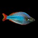 Praecox Rainbow