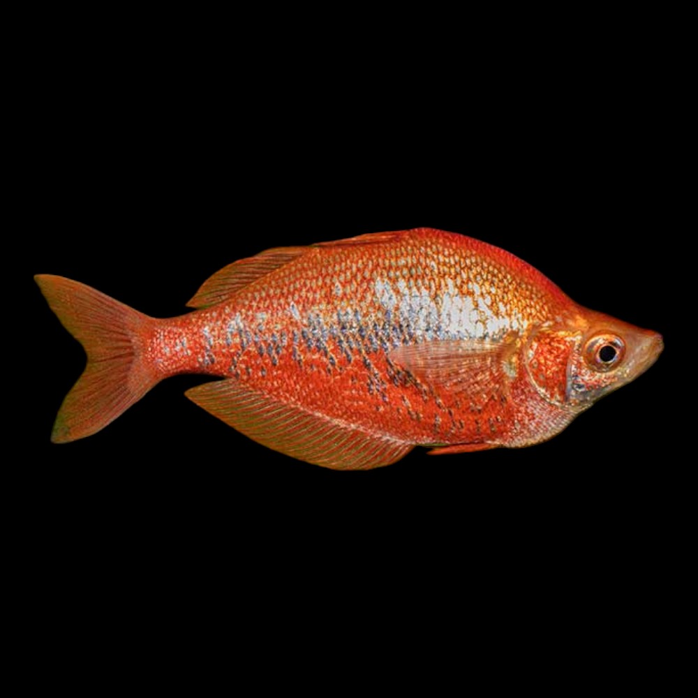 Red Irian Rainbow