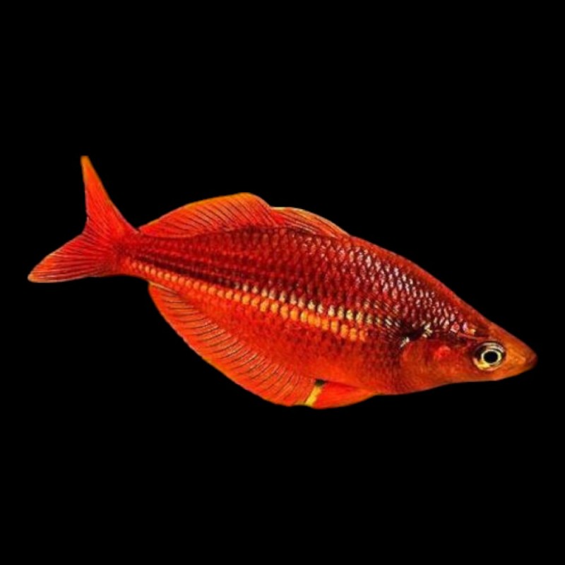 Red Irian Rainbow
