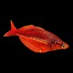 Red Irian Rainbow