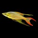 Threadfin Rainbow