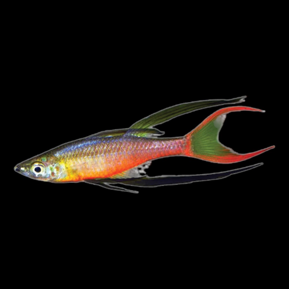 Threadfin Rainbow