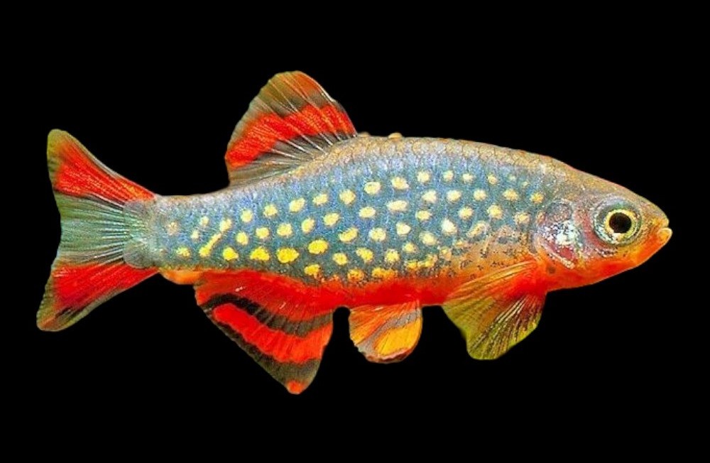 Dive into Our Latest Freshwater Arrivals!