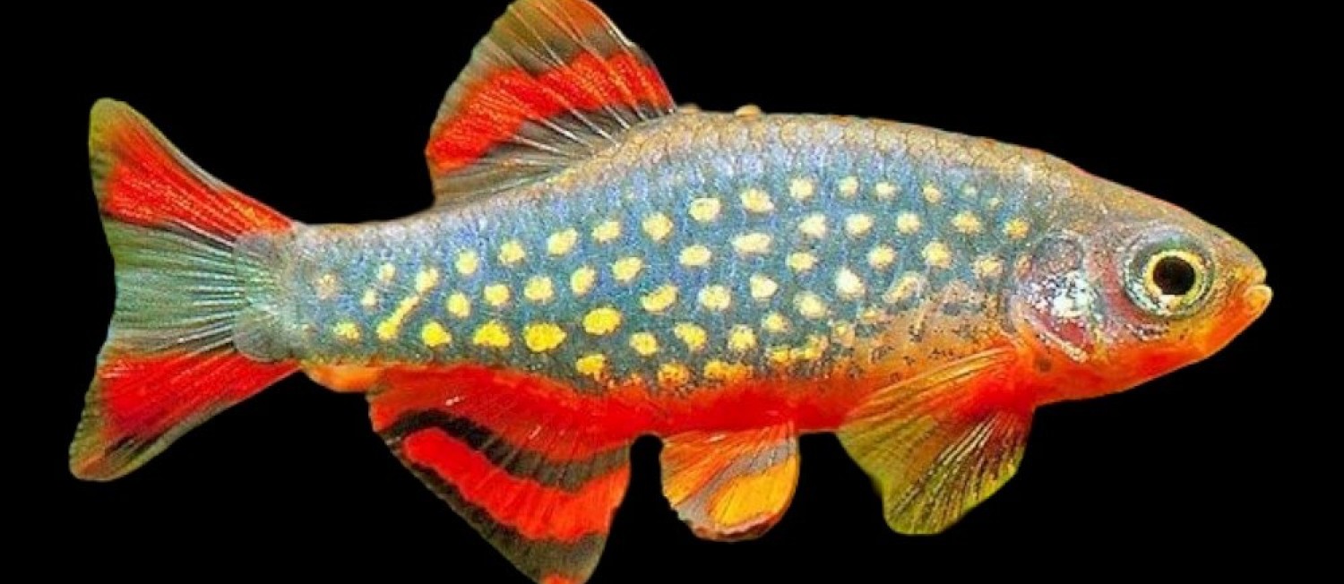 Dive into Our Latest Freshwater Arrivals!