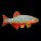 Tetras & Schooling Fish