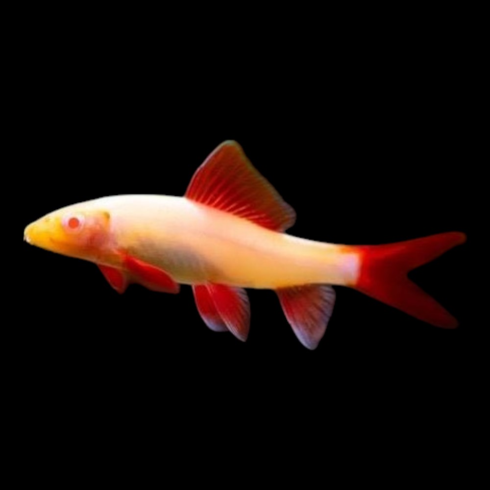 Albino Rainbow Shark