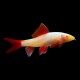 Albino Rainbow Shark