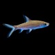 Bala Shark