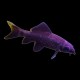 Black Shark