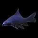 Black Shark