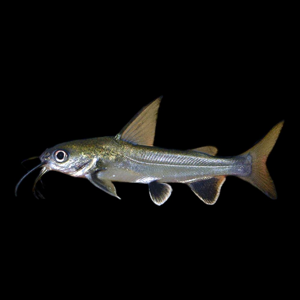 Columbian Shark