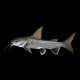 Columbian Shark