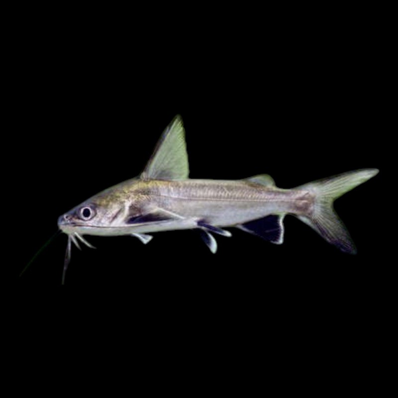 Columbian Shark