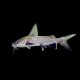 Columbian Shark
