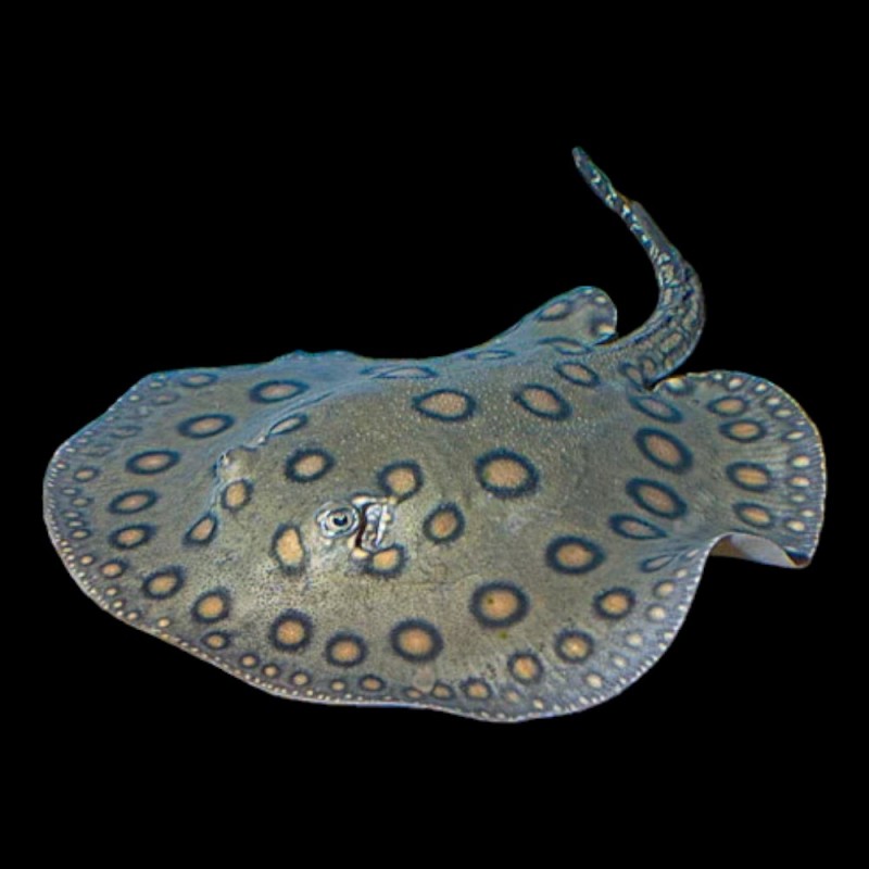 Motoro Stingray
