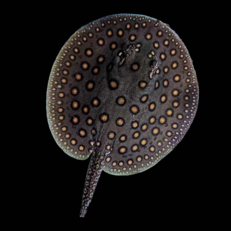 Motoro Stingray