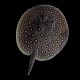 Motoro Stingray
