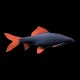 Rainbow Shark