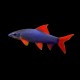 Rainbow Shark