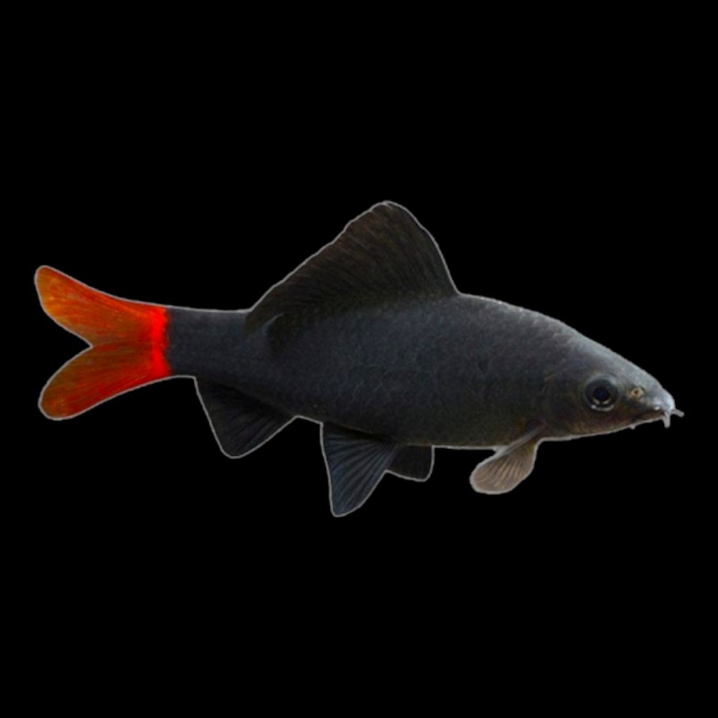 Redtail Shark