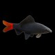Redtail Shark