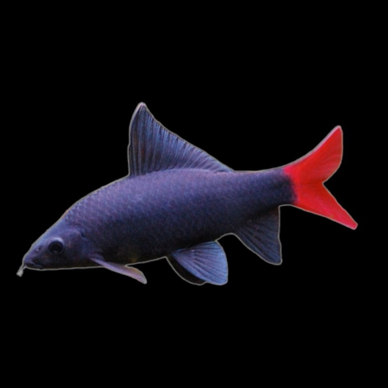 Redtail Shark