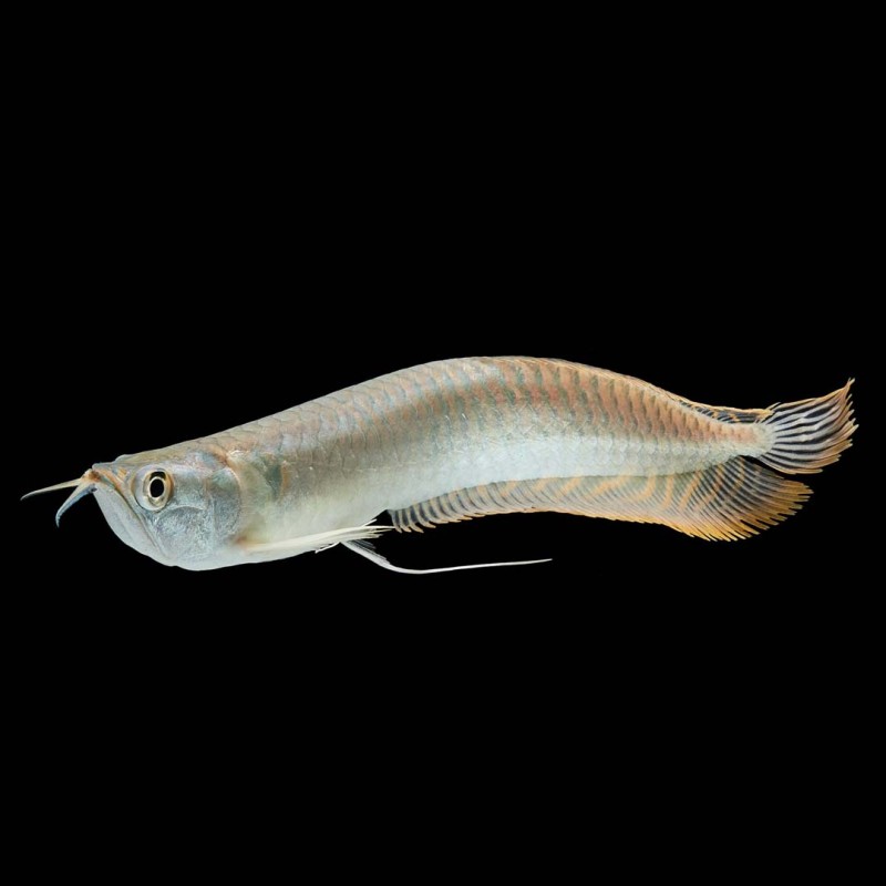 Silver Arowana