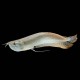 Silver Arowana
