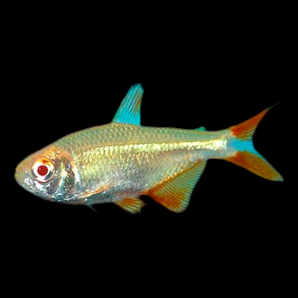 Albino Buenos Aires Tetra