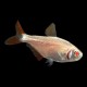 Albino Buenos Aires Tetra