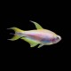 Albino Emperor Tetra