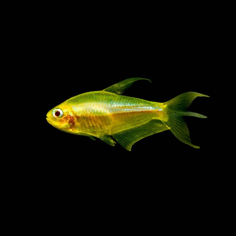 Albino Emperor Tetra