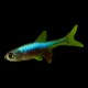 Axelrod Rasbora